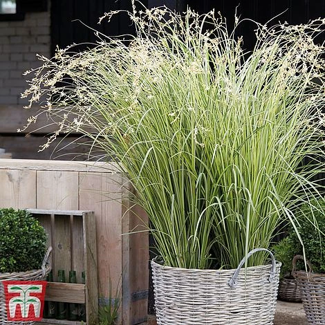 Chlorophytum Saundersiae 'Starlight'