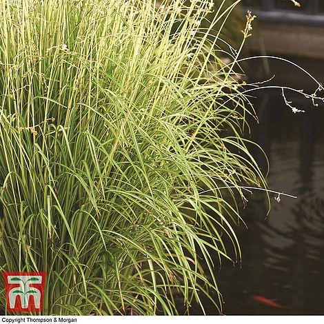 Chlorophytum Saundersiae 'Starlight' - Image 10