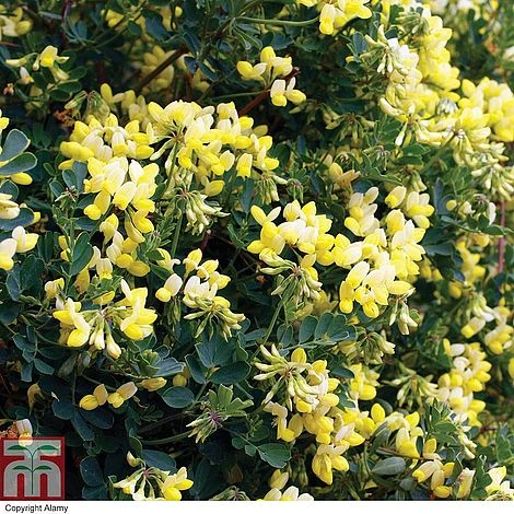Coronilla Valentina Subsp. Glauca 'Citrina' - Image 3