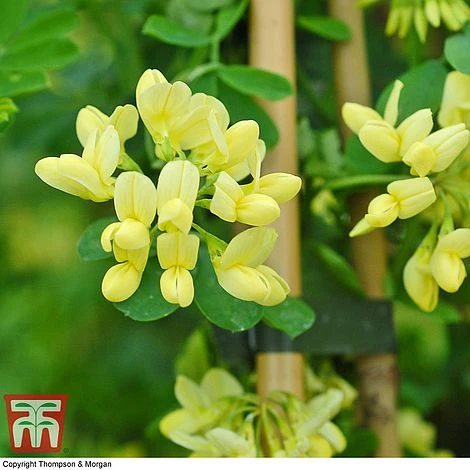 Coronilla Valentina Subsp. Glauca 'Citrina' - Image 4