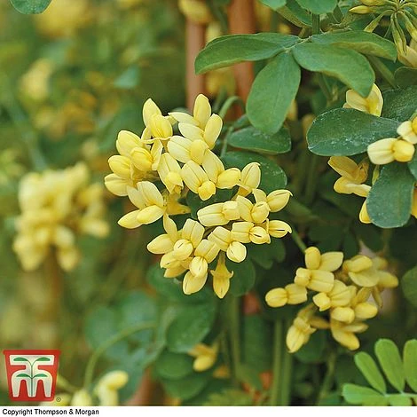 Coronilla Valentina Subsp. Glauca 'Citrina' - Image 6