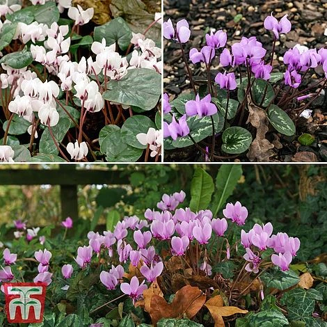 Cyclamen Bulb Collection