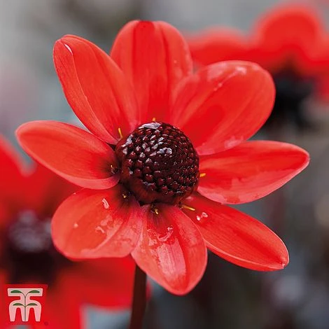 Dahlia 'Rouge Collection' - Image 4