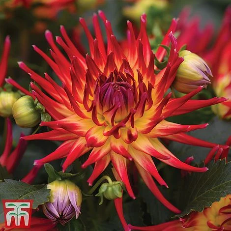 Dahlia 'Rouge Collection' - Image 3