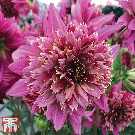 Dahlia 'Rouge Collection' - Image 2