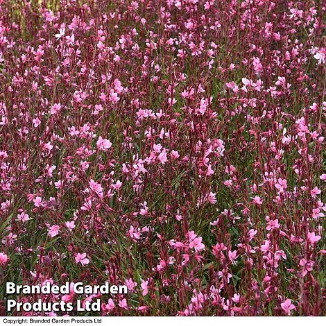 Gaura 'Baby Butterfly Dark Pink' - Image 4