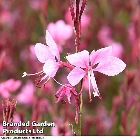 Gaura 'Baby Butterfly Dark Pink' - Image 5