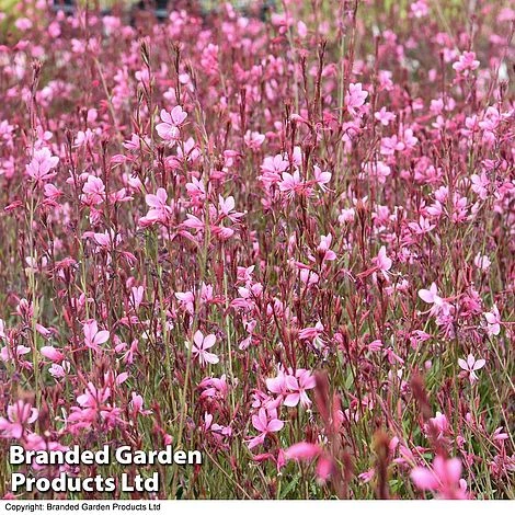 Gaura 'Baby Butterfly Dark Pink' - Image 6