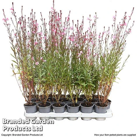 Gaura 'Baby Butterfly Dark Pink' - Image 7