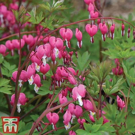 Dicentra Spectabilis - Image 3
