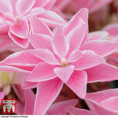 Hydrangea 'Double Dutch Edam' - Image 3