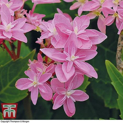 Hydrangea 'Double Dutch Edam' - Image 4