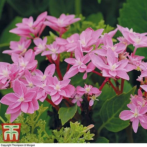 Hydrangea 'Double Dutch Edam' - Image 6