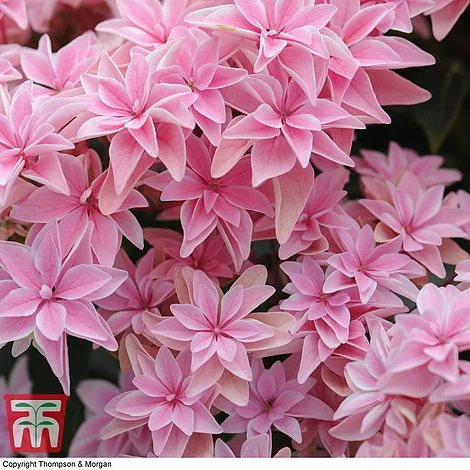 Hydrangea 'Double Dutch Edam' - Image 5