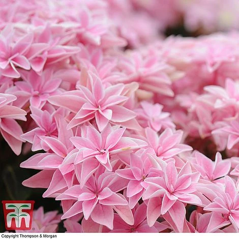 Hydrangea 'Double Dutch Edam' - Image 7