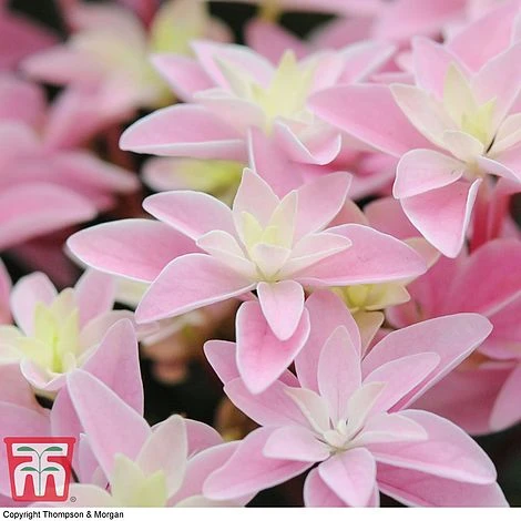 Hydrangea 'Double Dutch Edam' - Image 8