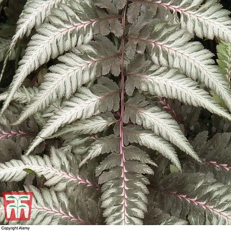 Athyrium Niponicum Var. Pictum 'Pewter Lace' - Image 3