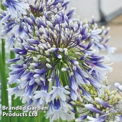 Agapanthus 'Fireworks'