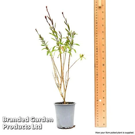 Gaura 'Baby Butterfly Dark Pink' - Image 8