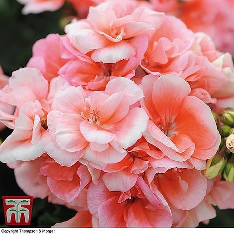 Geranium Giant 'Salmon Princess'