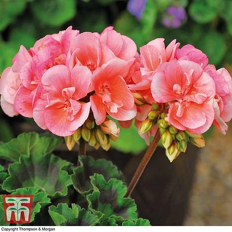 Geranium Giant 'Salmon Princess' - Image 2