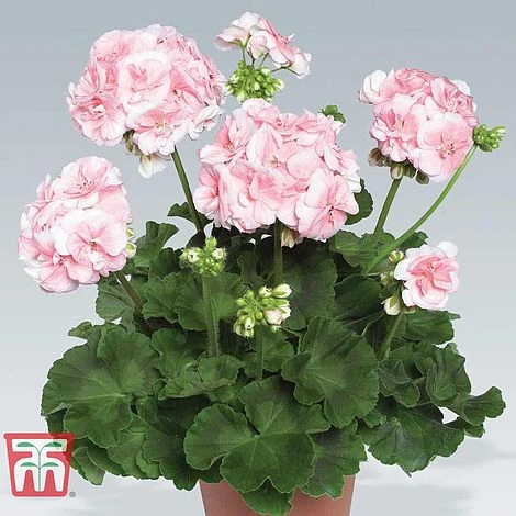Geranium Giant 'Salmon Princess' - Image 3