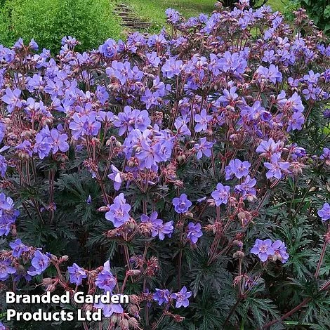 Geranium 'Storm Cloud' - Image 3