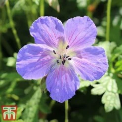 Geranium Himalayense 'Gravetye'
