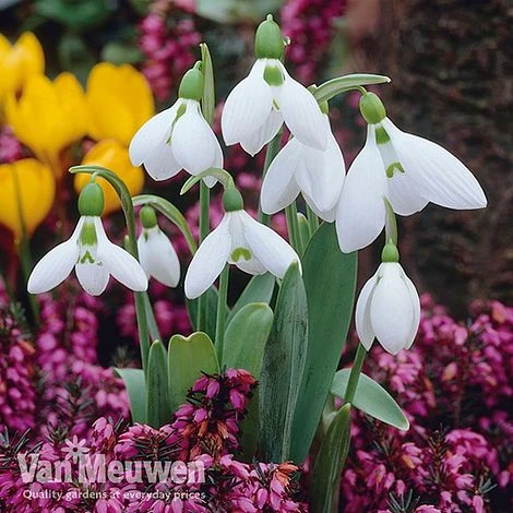 Woodland Garden Saver Collection - Image 4