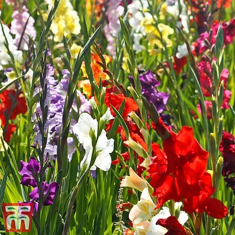 Gladiolus 'Summer Selection' - Image 2