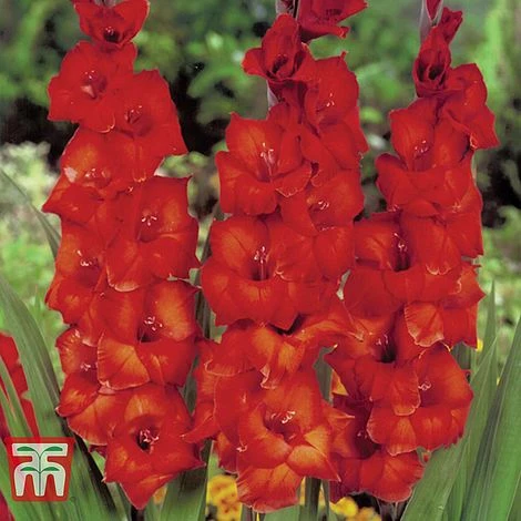 Gladioli 'Glamour' Collection - Image 6