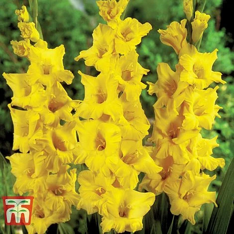 Gladioli 'Glamour' Collection - Image 3