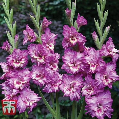 Gladioli 'Glamour' Collection - Image 2