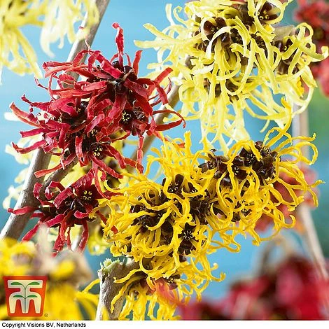 Hamamelis X Intermedia 'Westerstede' - Image 2