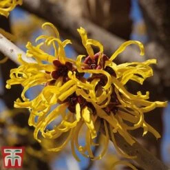 Hamamelis X Intermedia 'Pallida'