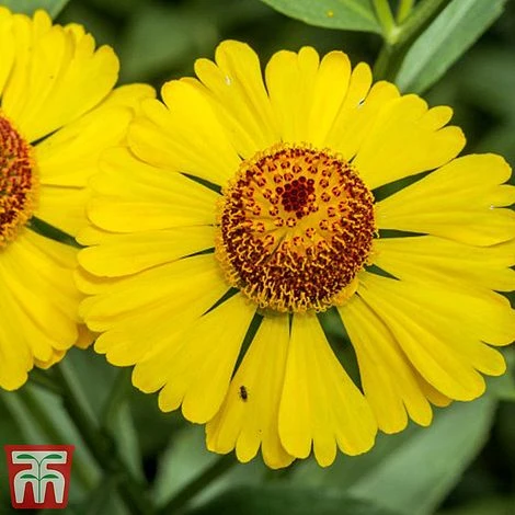 Helenium Autumnale - Image 2