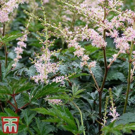 Astilbe 'Hennie Graafland' - Image 2