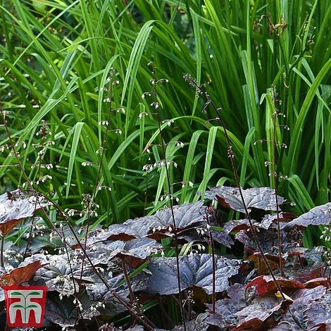 Heuchera 'Plum Pudding' - Image 4