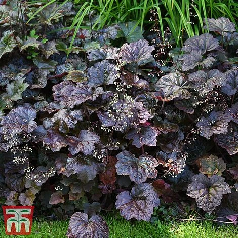 Heuchera 'Plum Pudding' - Image 3
