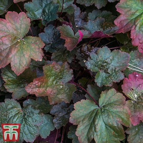 Heuchera 'Rachel' - Image 2