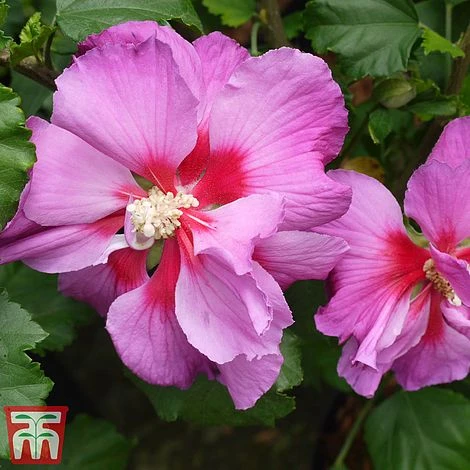 Hibiscus 'Walberton’s® Rose Moon' - Image 4