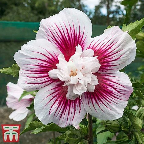 Hibiscus 'Starburst Chiffon' - Image 7