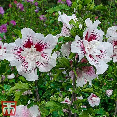 Hibiscus 'Starburst Chiffon' - Image 8