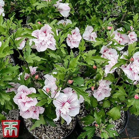Hibiscus 'Starburst Chiffon' - Image 10