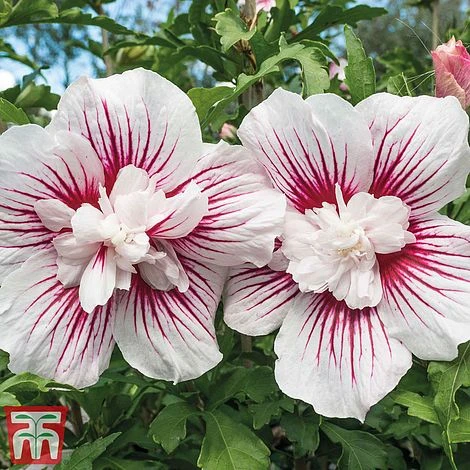 Hibiscus 'Starburst Chiffon' - Image 2