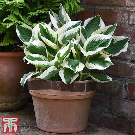 Hosta 'Patriot' - Image 2
