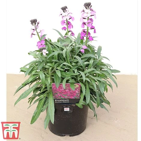 Erysimum 'Bowles Mauve' - Image 3