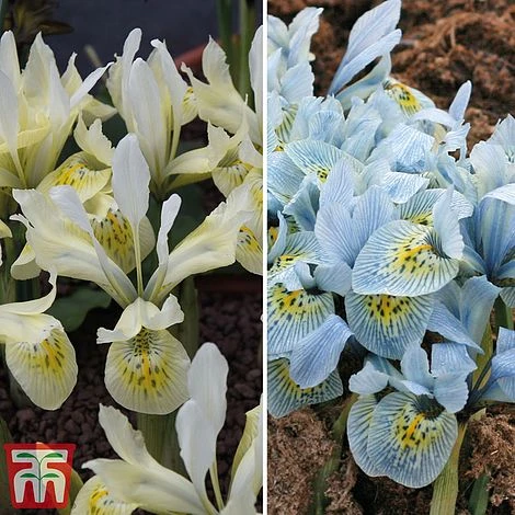 Iris 'Katharine's Collection'