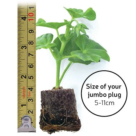 Veronica Spicata 'Snow Candles' - Image 4