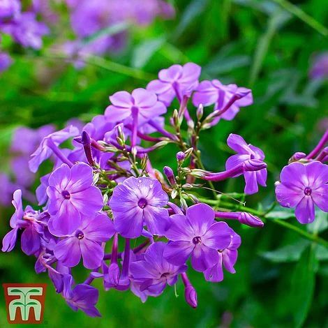 Phlox Paniculata 'Fragrant Collection' - Image 2